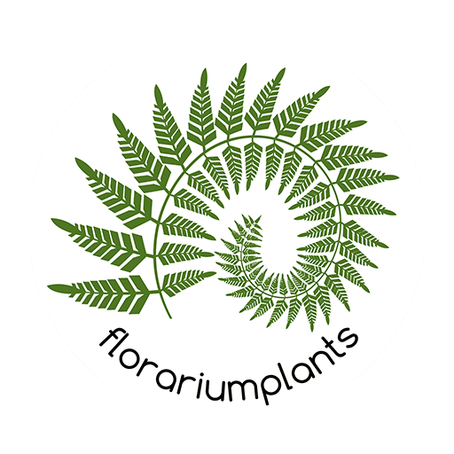 Флорариум в каждый дом - Florariumplants Флорариум в каждый дом - Florariumplants