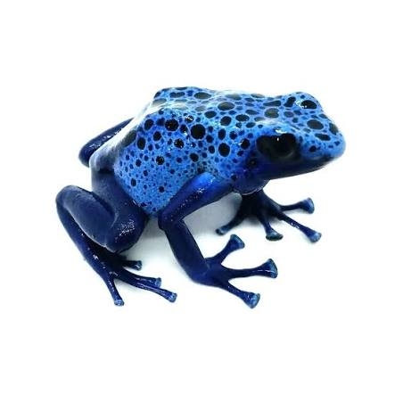 Голубая легенда: всё о древолазе Dendrobates tinctorius “azureus”
