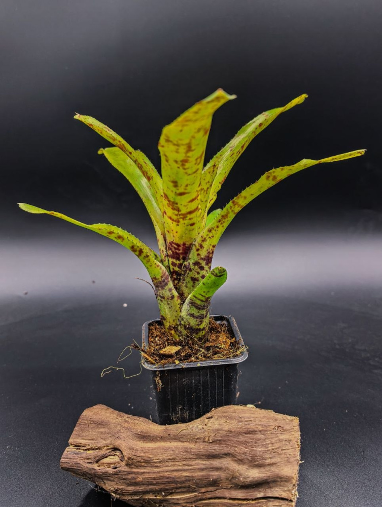 Neoregelia (cruenta x olens) x punctatissima