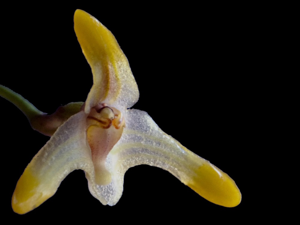 Porroglossum merinoi
