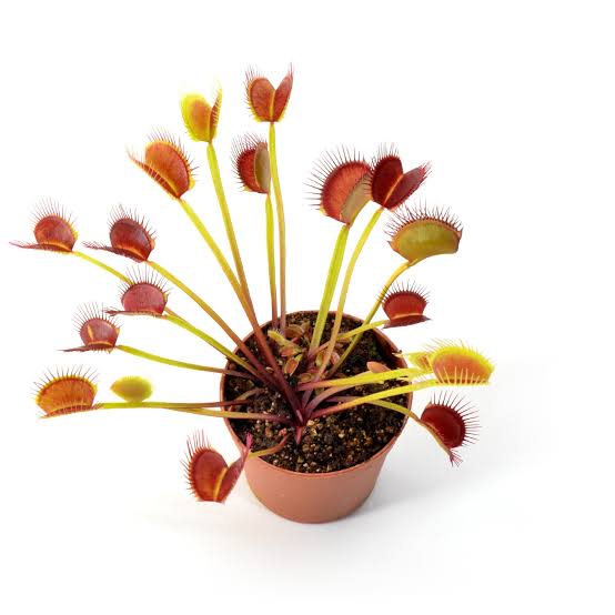 Dionaea muscipula bcp titan (z06)