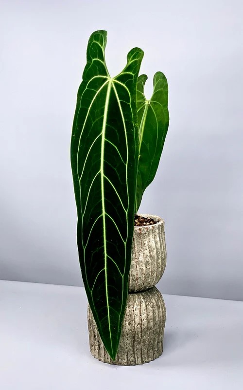 Anthurium warocqueanum