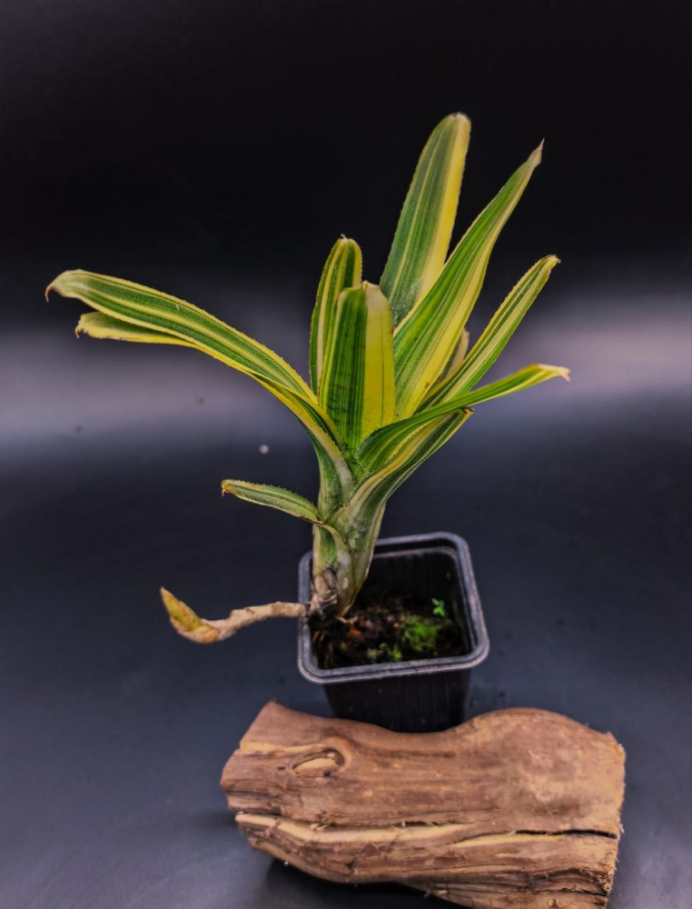 Neoregelia sp var 2