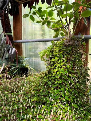 Peperomia fagerlindii