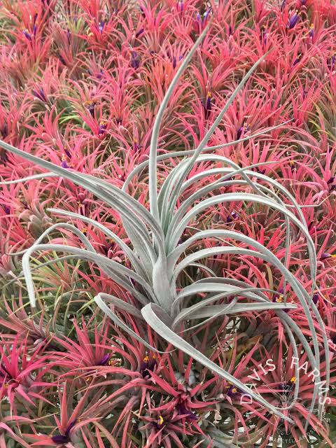 Tillandsia cardenasii