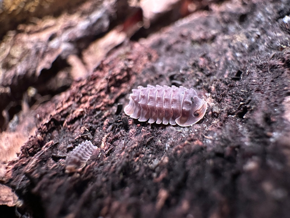 Мокрицы (Armadillidae gen. sp Shiny Gator), 5 штук