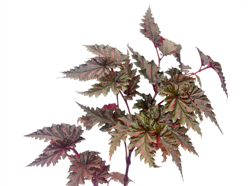 Begonia serratipetala