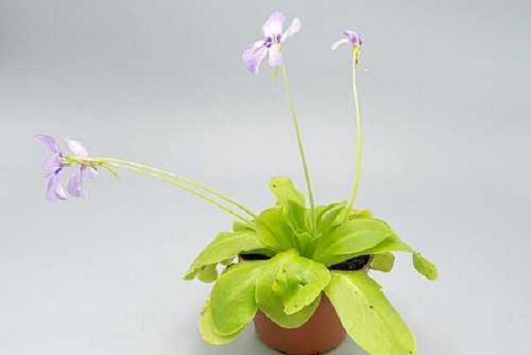Pinguicula agnata