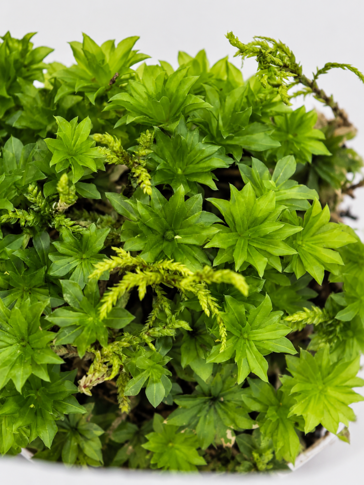 Мох Rhodobryum roseum