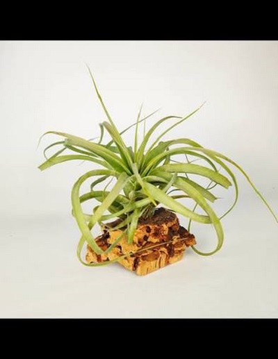 Tillandsia firestorm