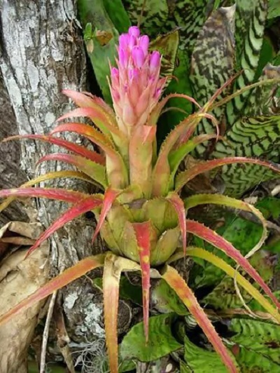 Aechmea recurvata