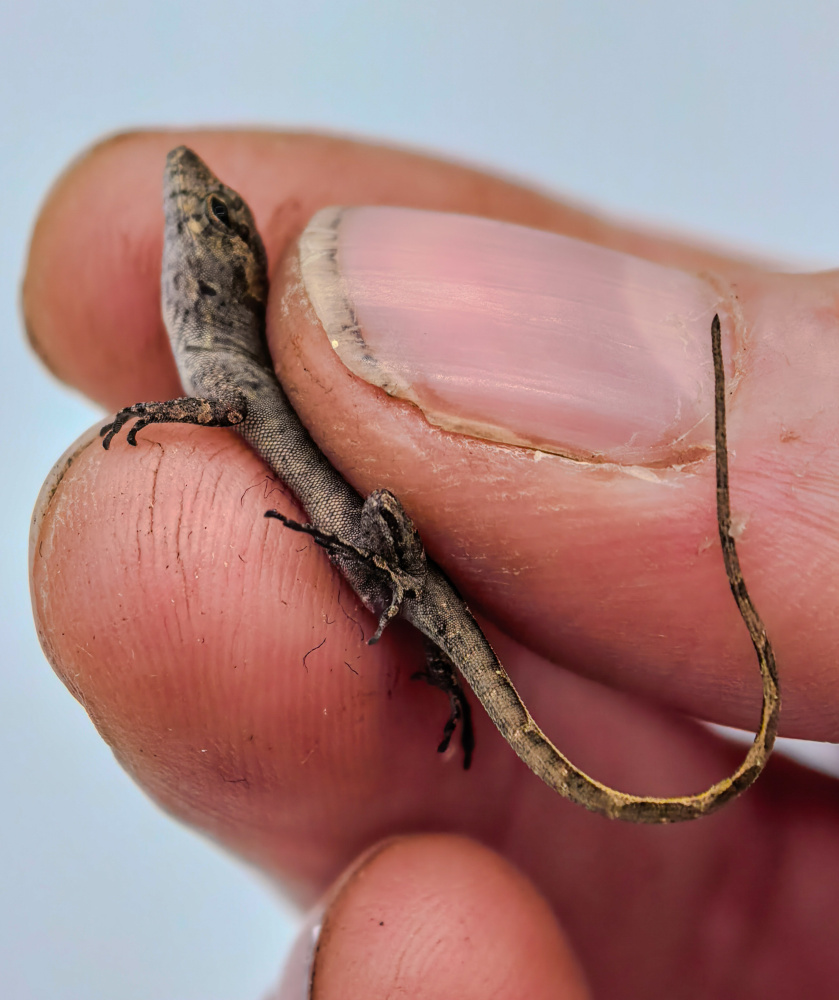 Anolis sagrei S